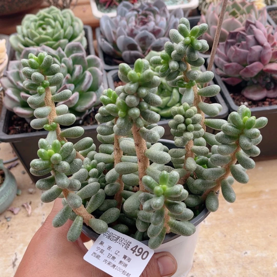 490绿龟暖德华多肉