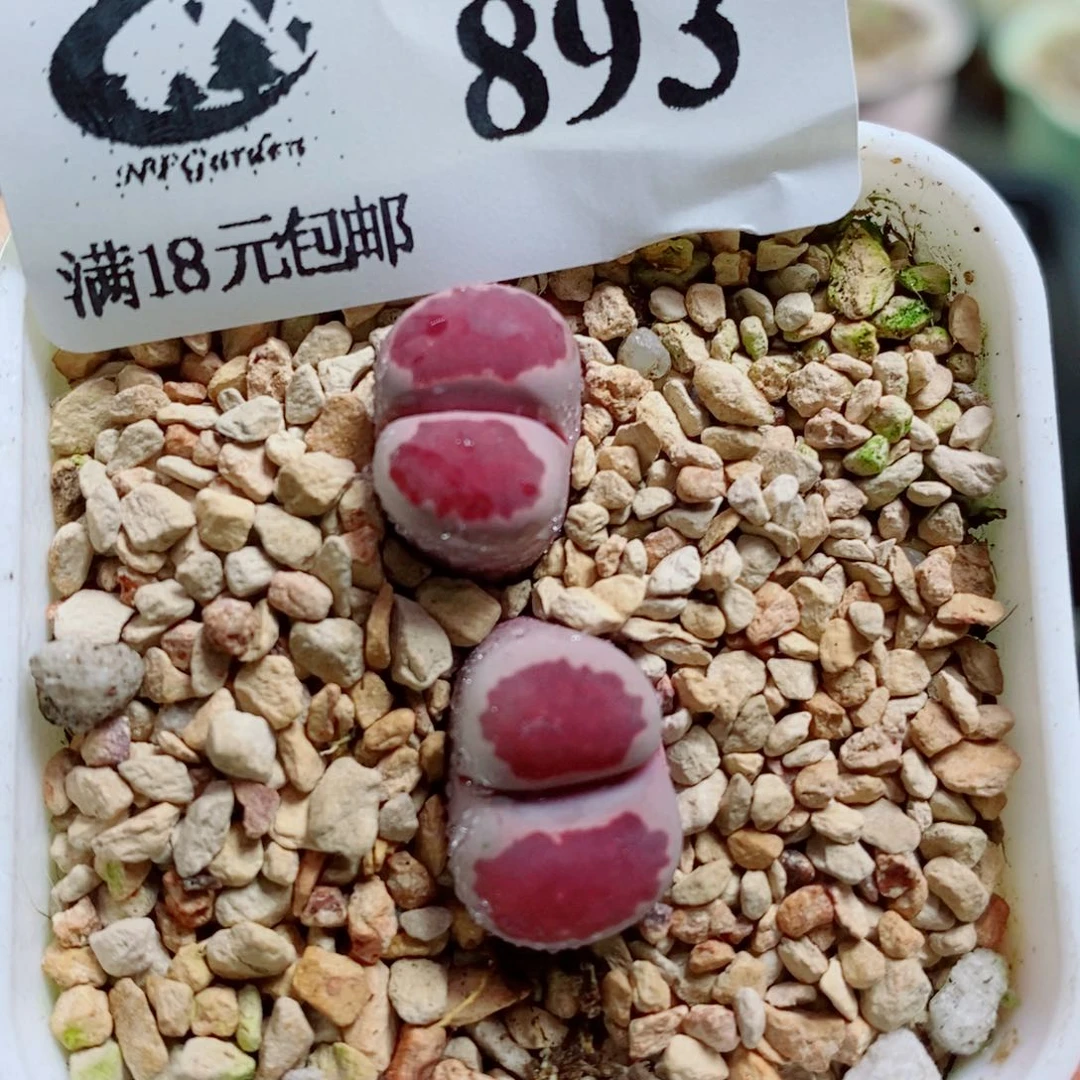 其实哈哈哈哈哈哈哈哈哈哈哈893