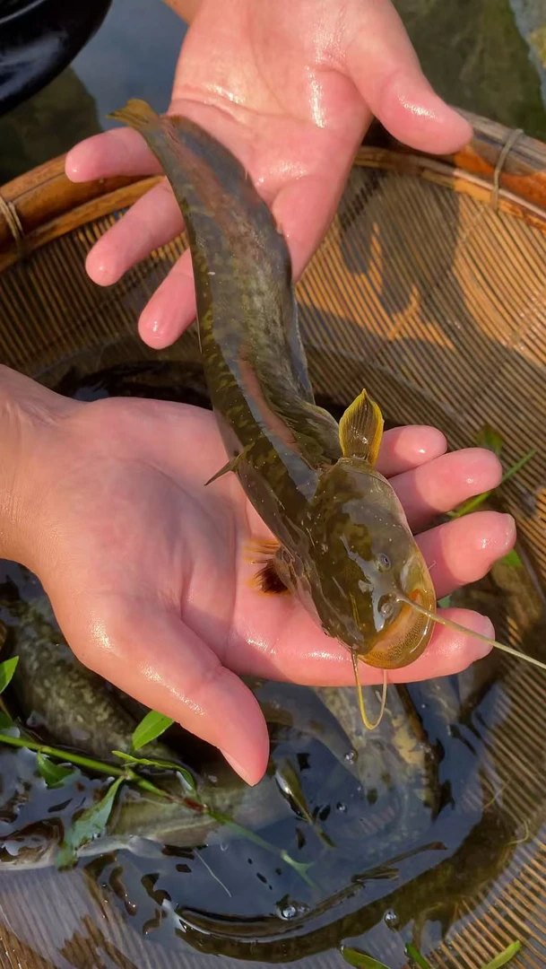 土鲢鱼  淡水养殖适应鱼塘水库 四川眉山发货