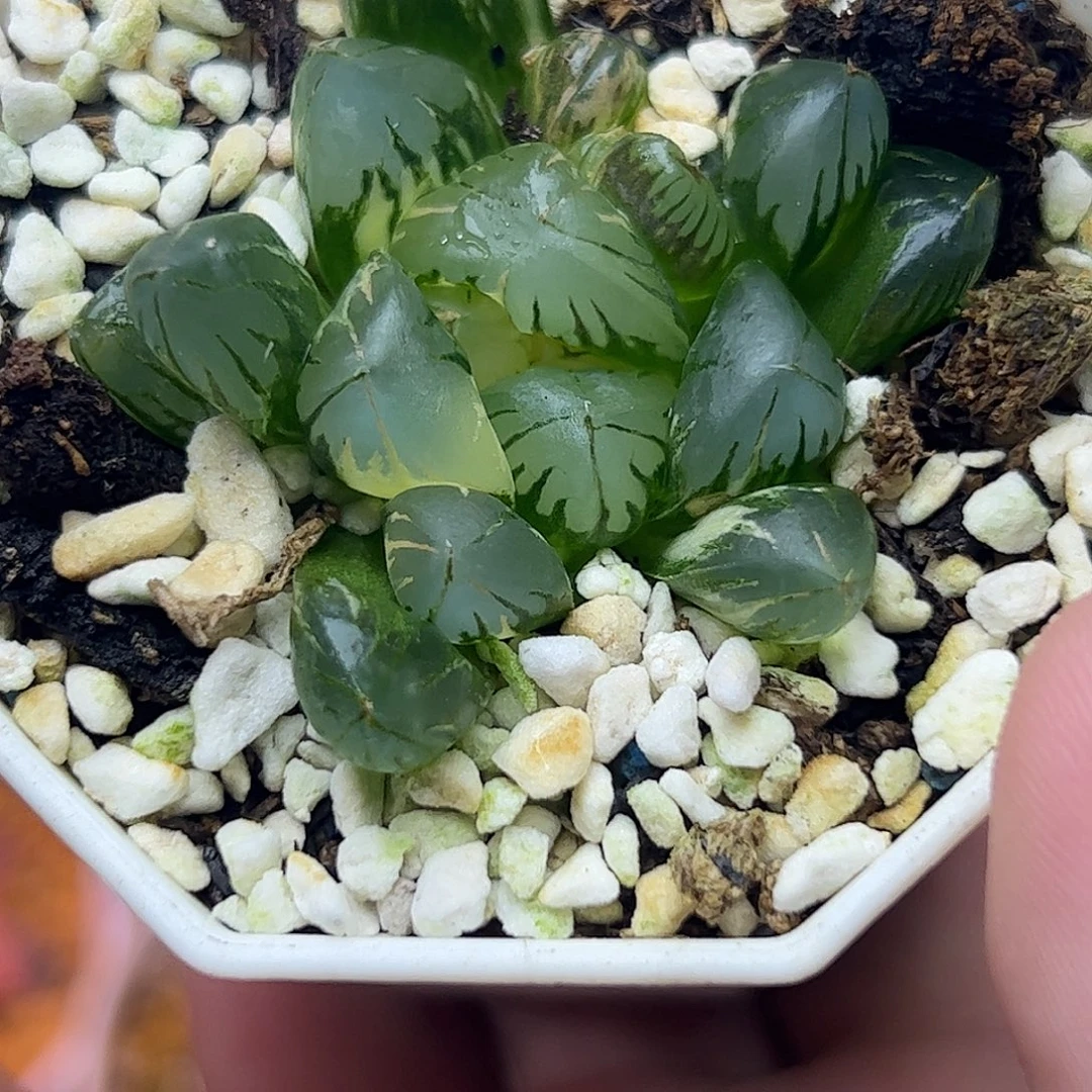 北极之光巨大化锦十二卷多肉