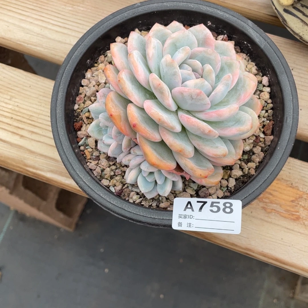 l***玲A758静好多肉园艺