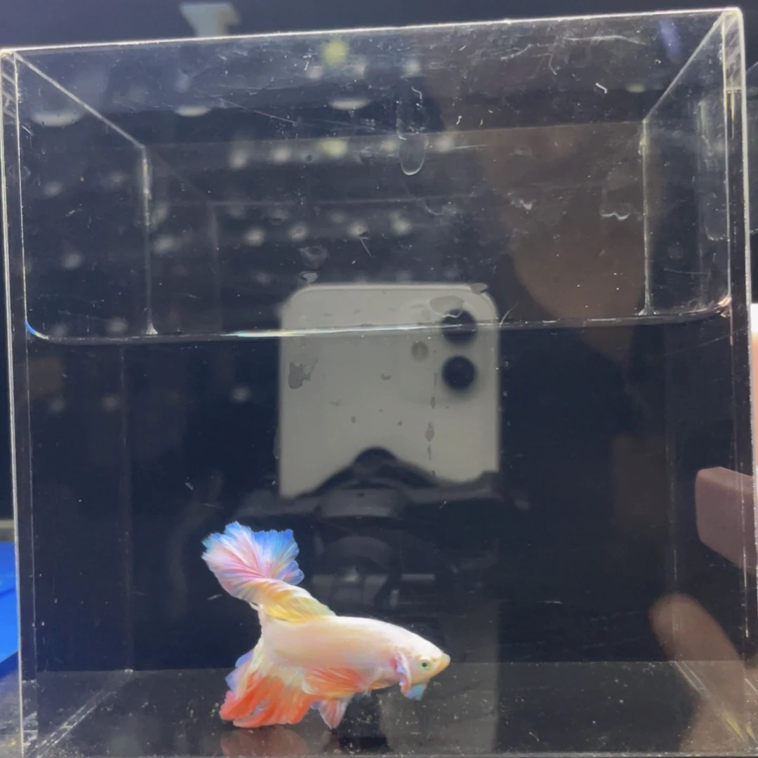 斗鱼呵呵呵呵约会516