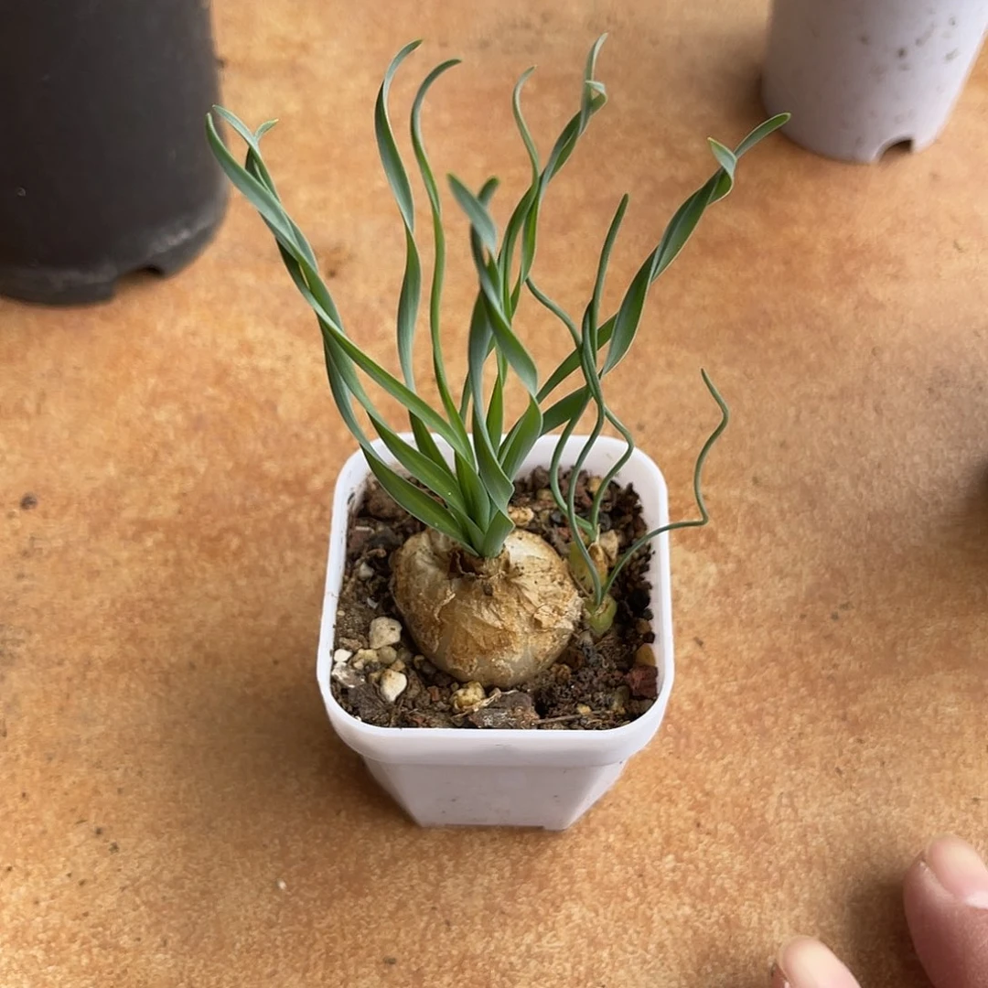 宽叶弹簧草一物一拍