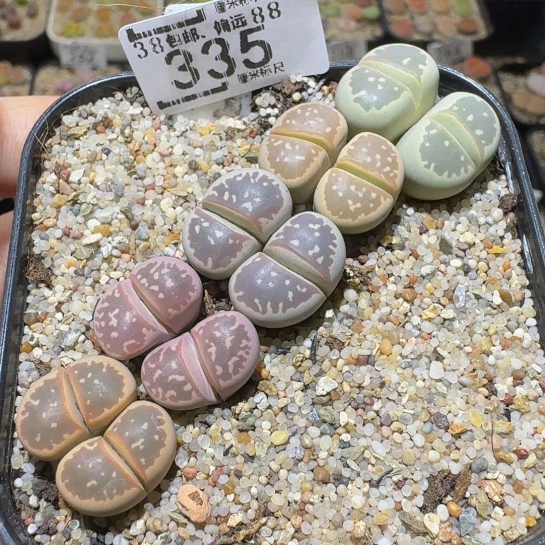 Ssss精品生石花335