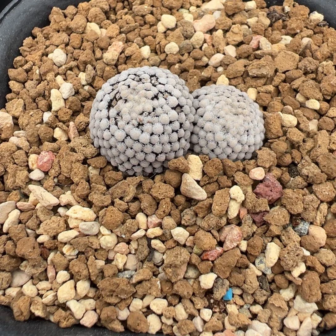 自根萝卜松针牡丹多肉植物带盆土