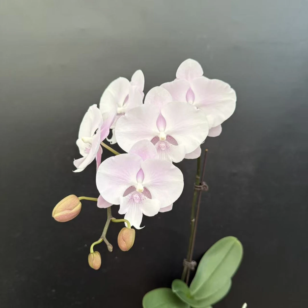 蝴蝶兰《蜜雪》粉色系中花大舌头系列 温柔浪漫真花 室内花卉