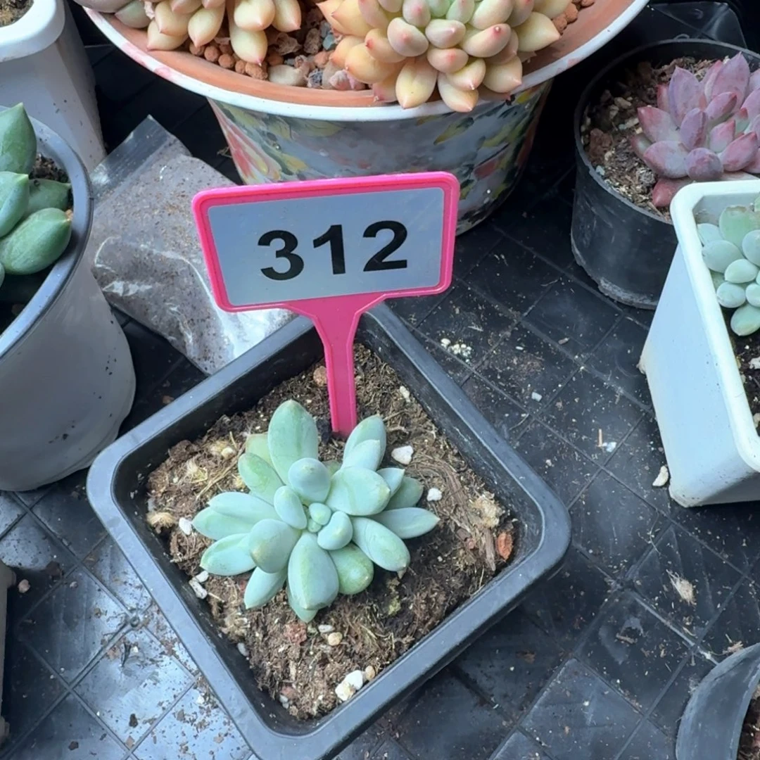 多肉植物胖体哥特群312