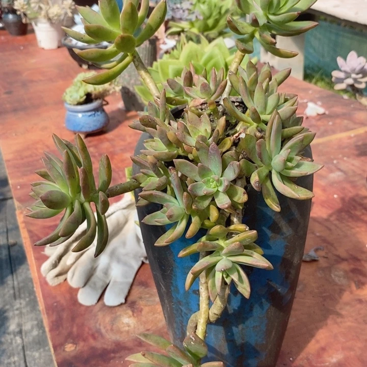 布丁老桩整无砍多肉