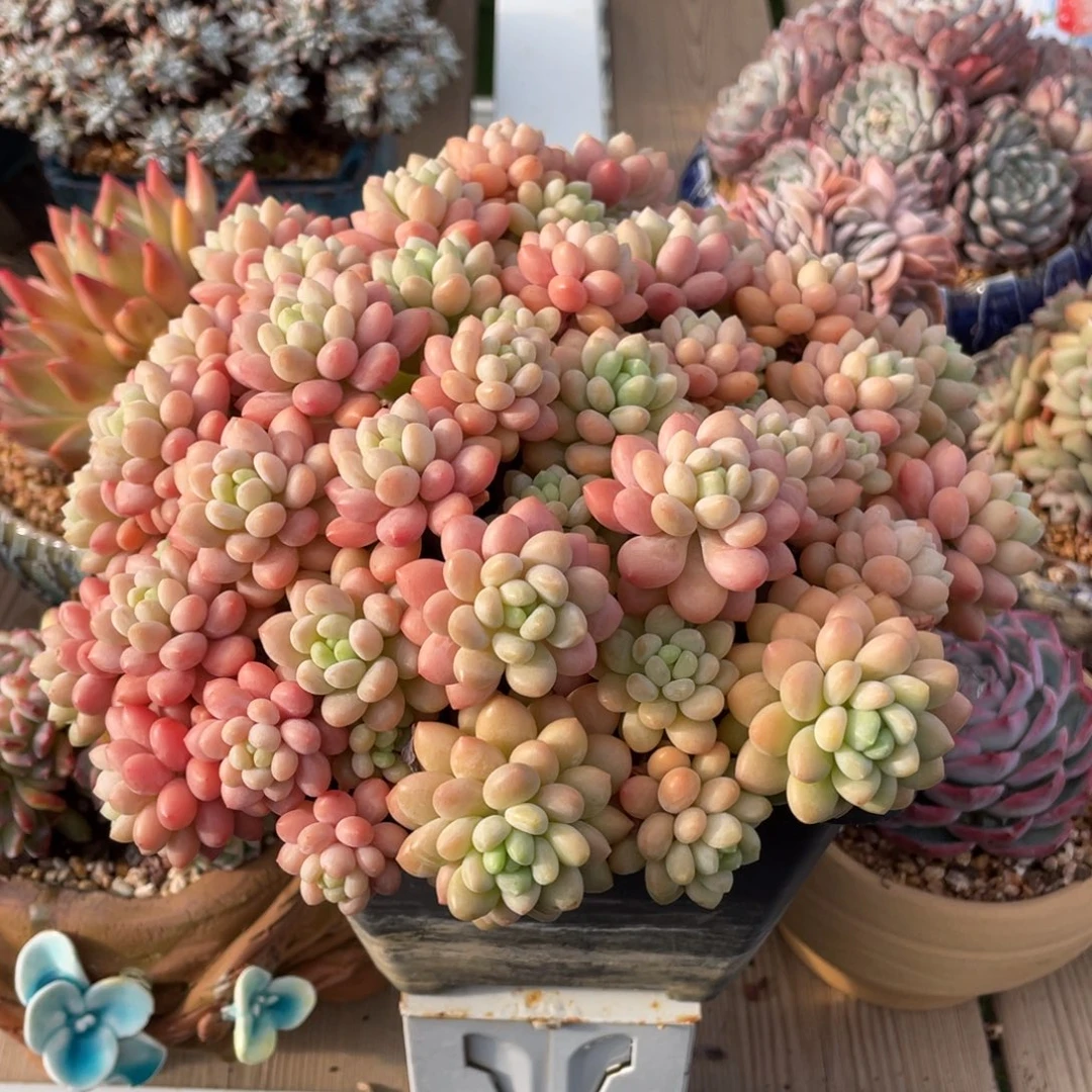 ****紫豆总多肉鱼子酱群