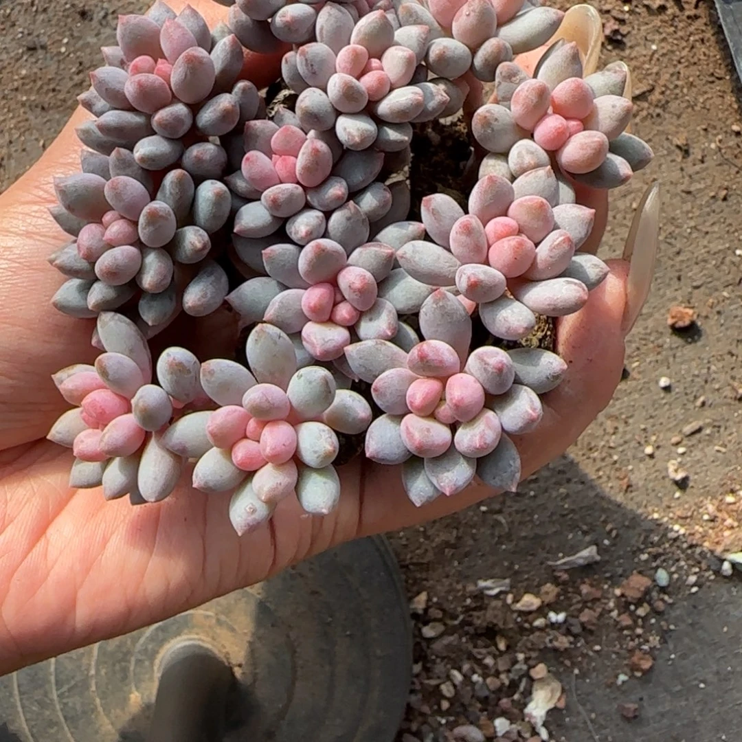 蓝舌香水穴盘十棵多肉一组