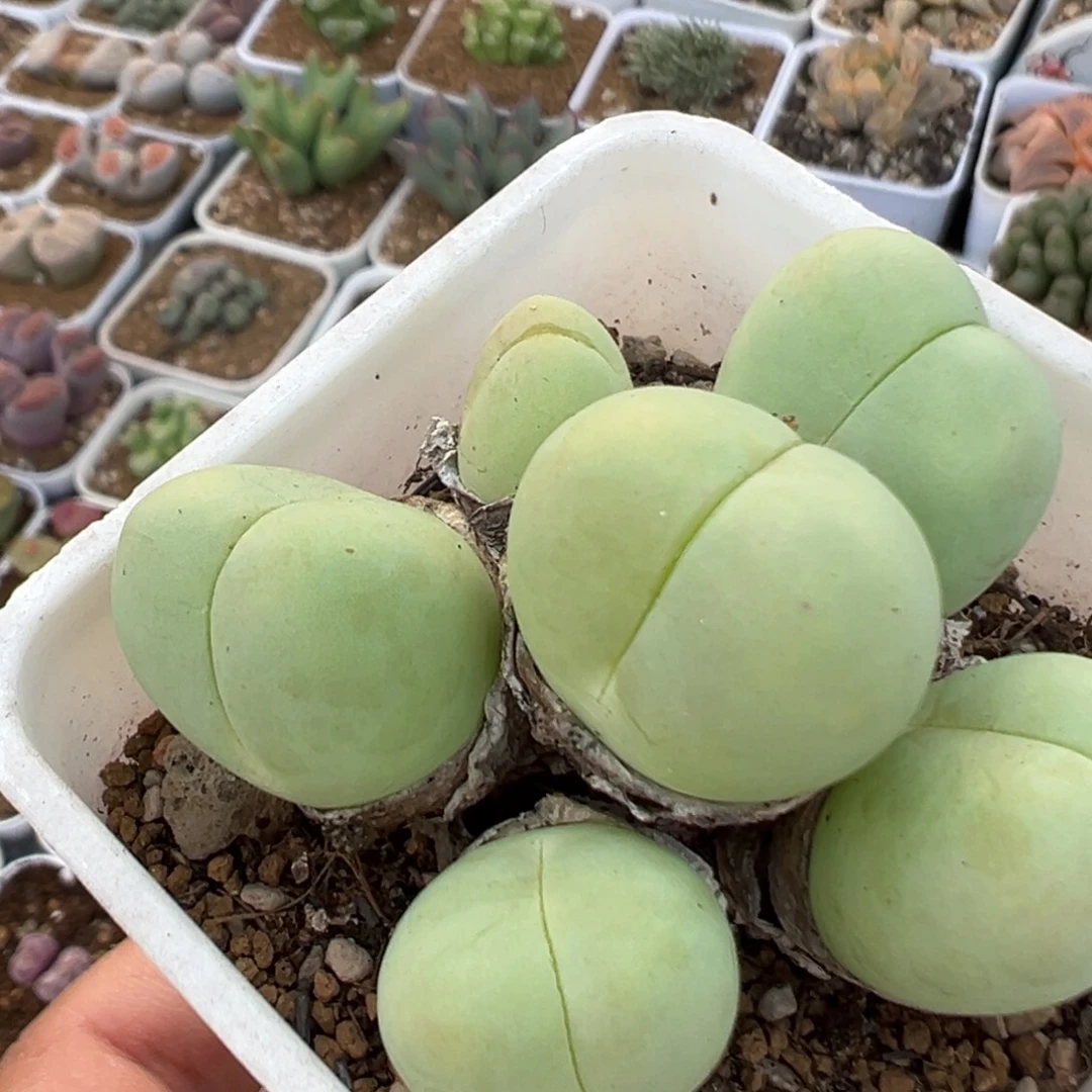 124多肉植物百科植物