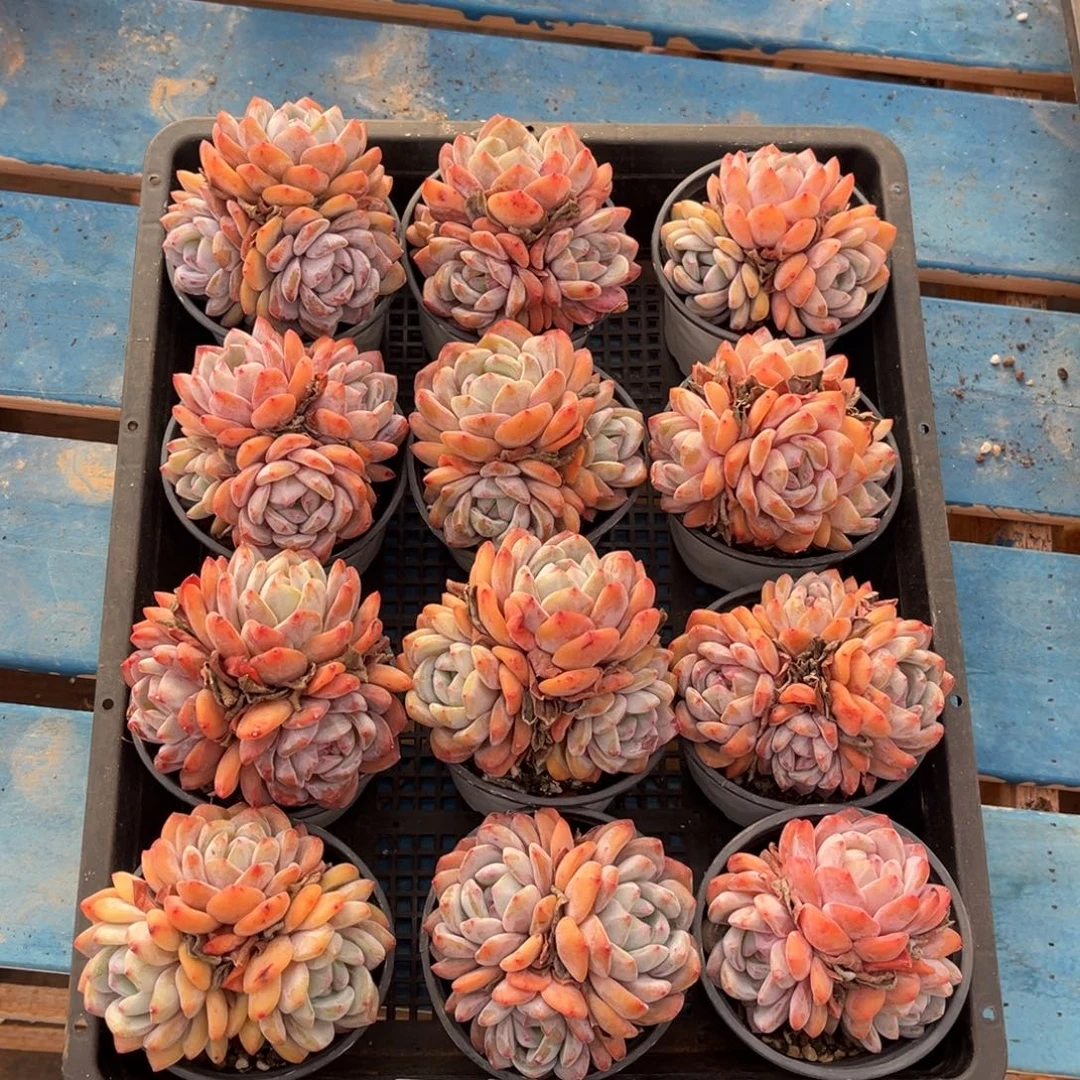 带盆发货231号新疆西藏内蒙古不包邮