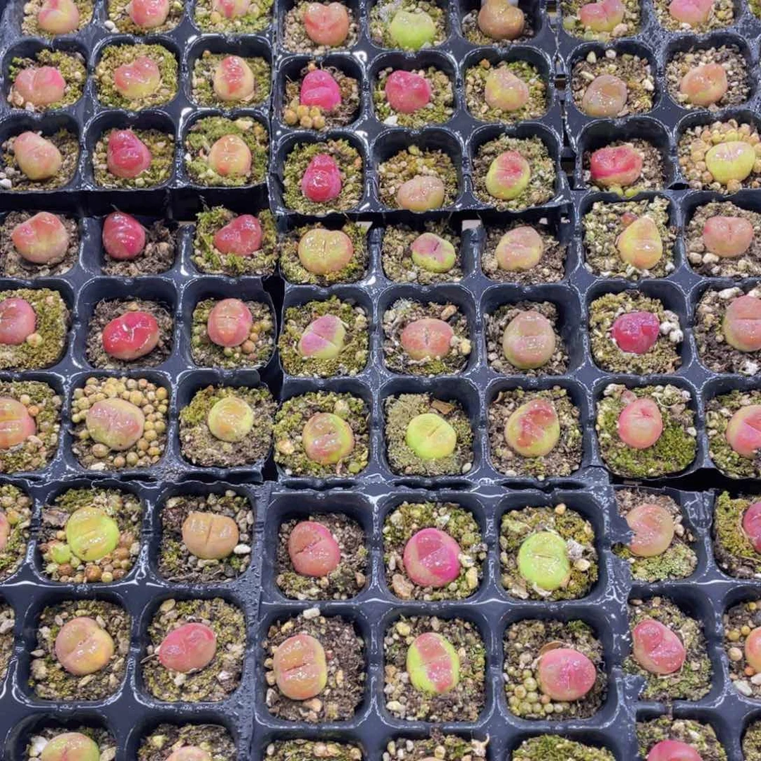 量拍13号 六年精品毛汉尼九个