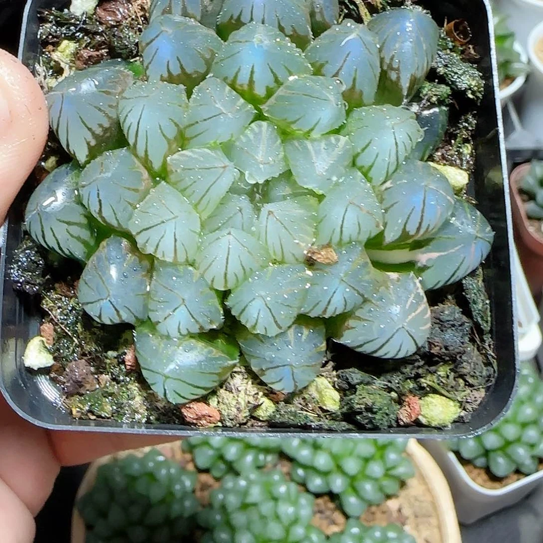 黑姬玉露原盆原土