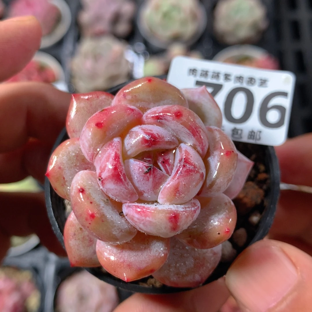 5CM拇指盆精控多肉YW706