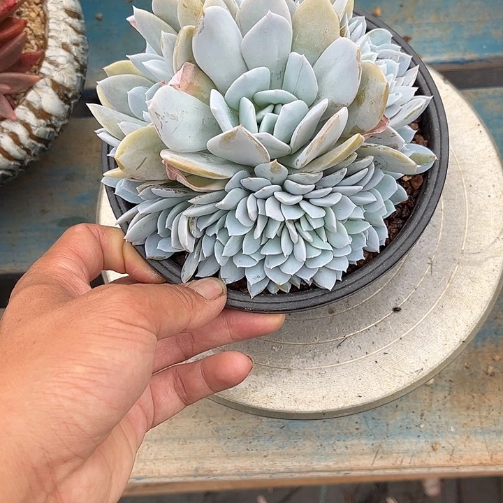 多肉植物一物一拍