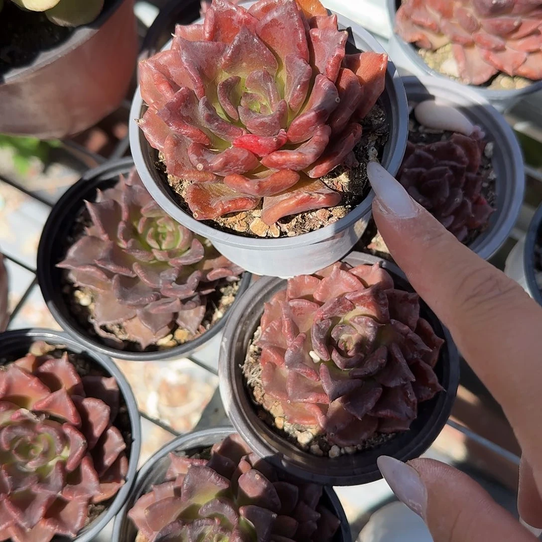 黑饺子皮多肉植物精品