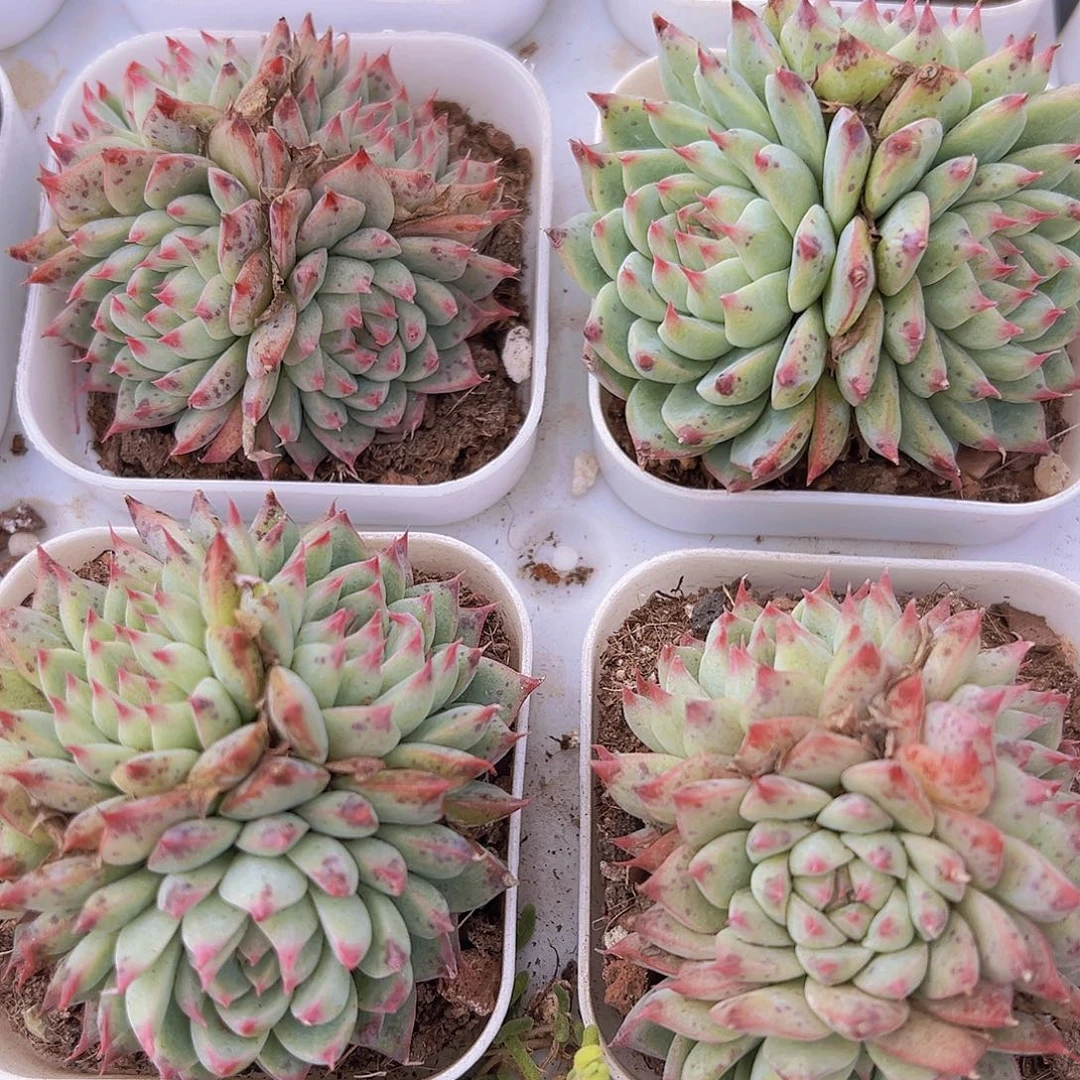 梦瑶群19包邮多肉