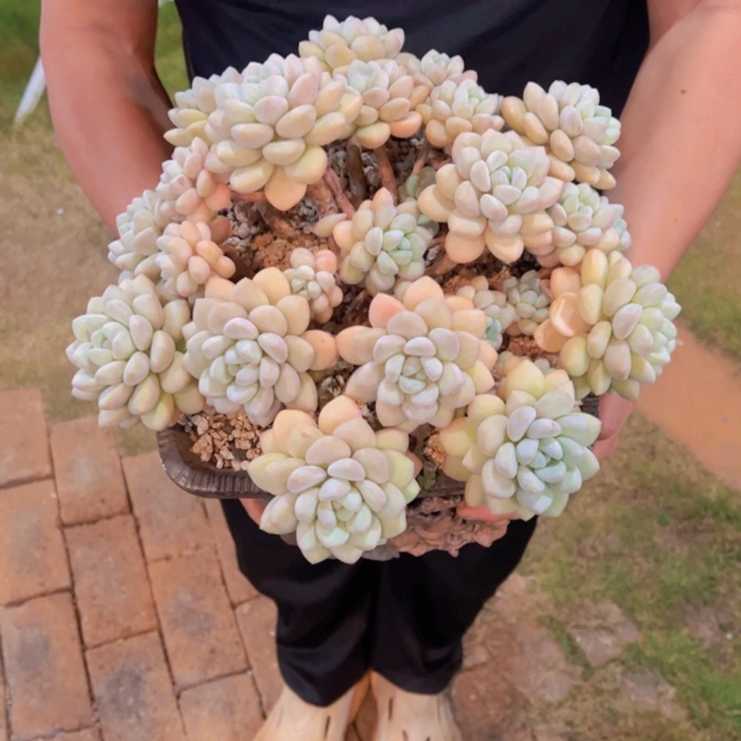 无花朵1144111111111111