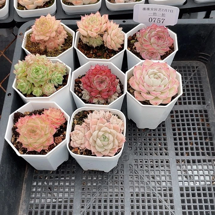 薇薇安园艺多肉0757