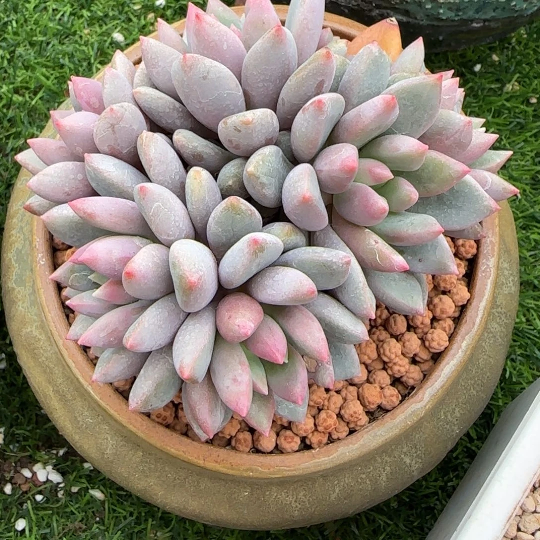 蓝精灵美人多肉植物