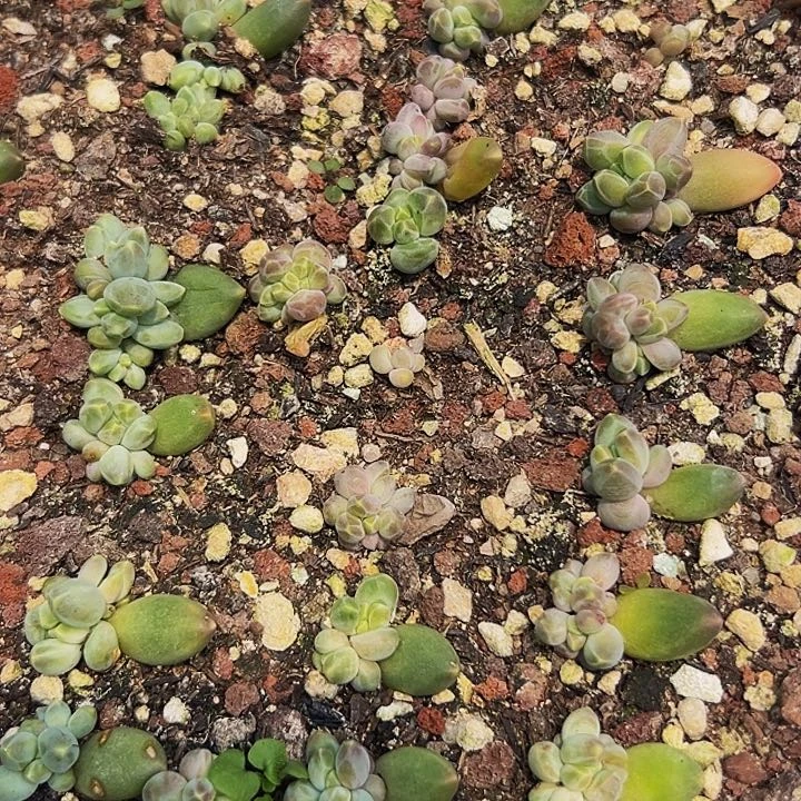 30颗美人系列多肉植物