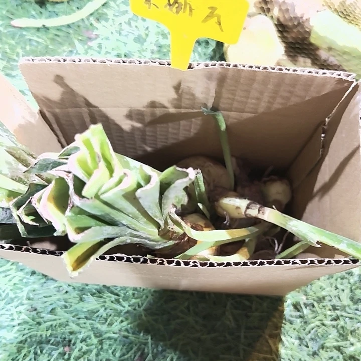 米娜瓦一盒福利价