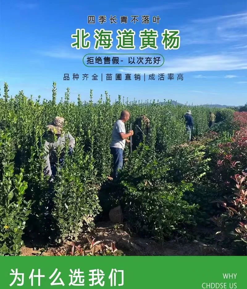 北海道黄冬青树苗围墙篱笆绿篱四季常青法国冬青苗工程苗庭院苗木