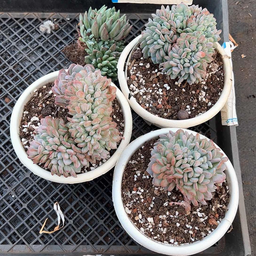 9****伙多肉植物一物一拍