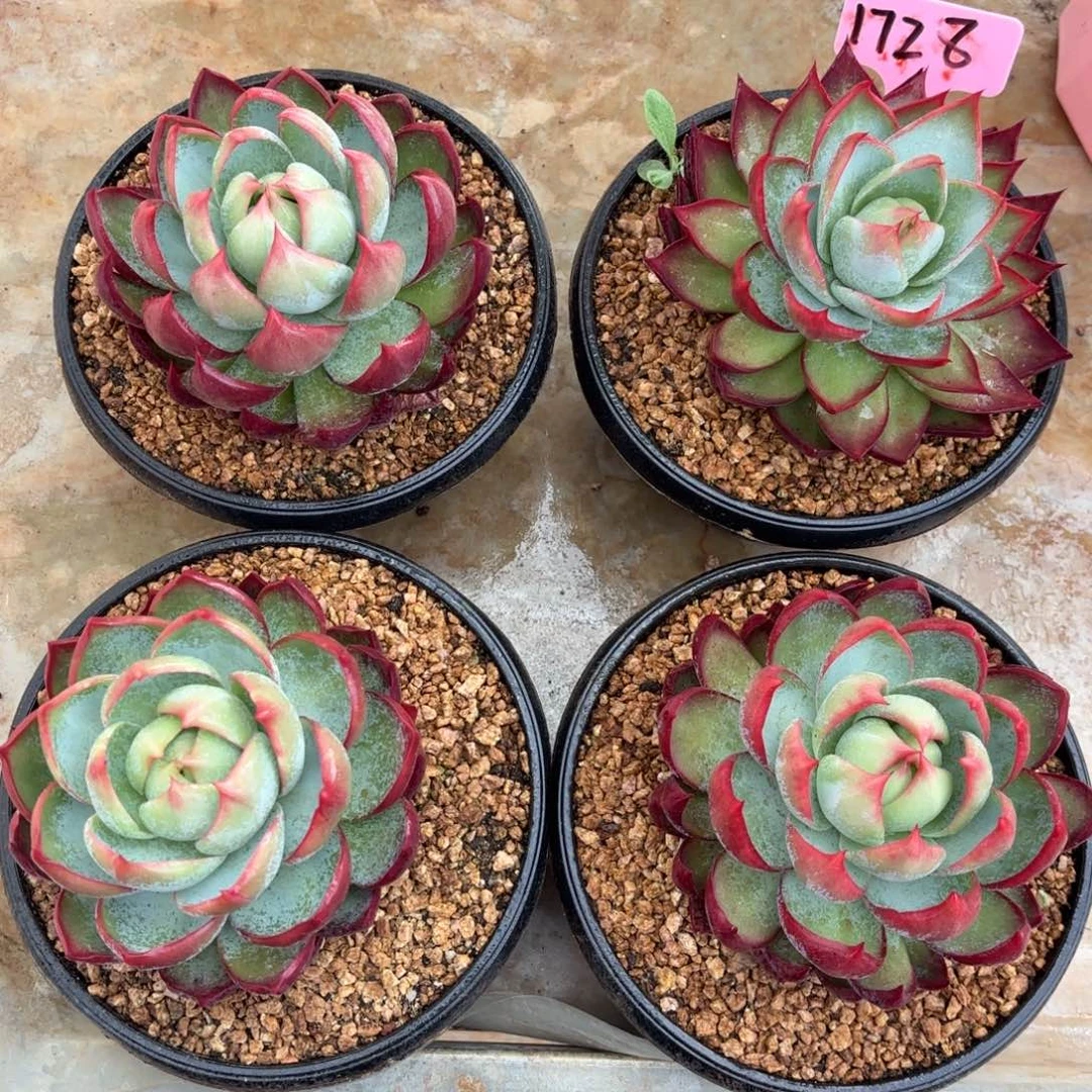 惊鸿仙子好看1728号