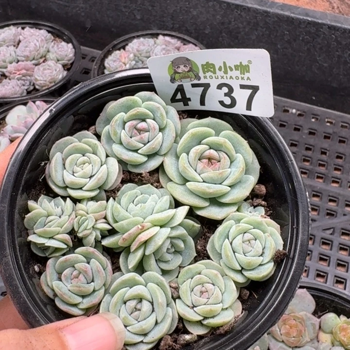 多肉植物多肉植物