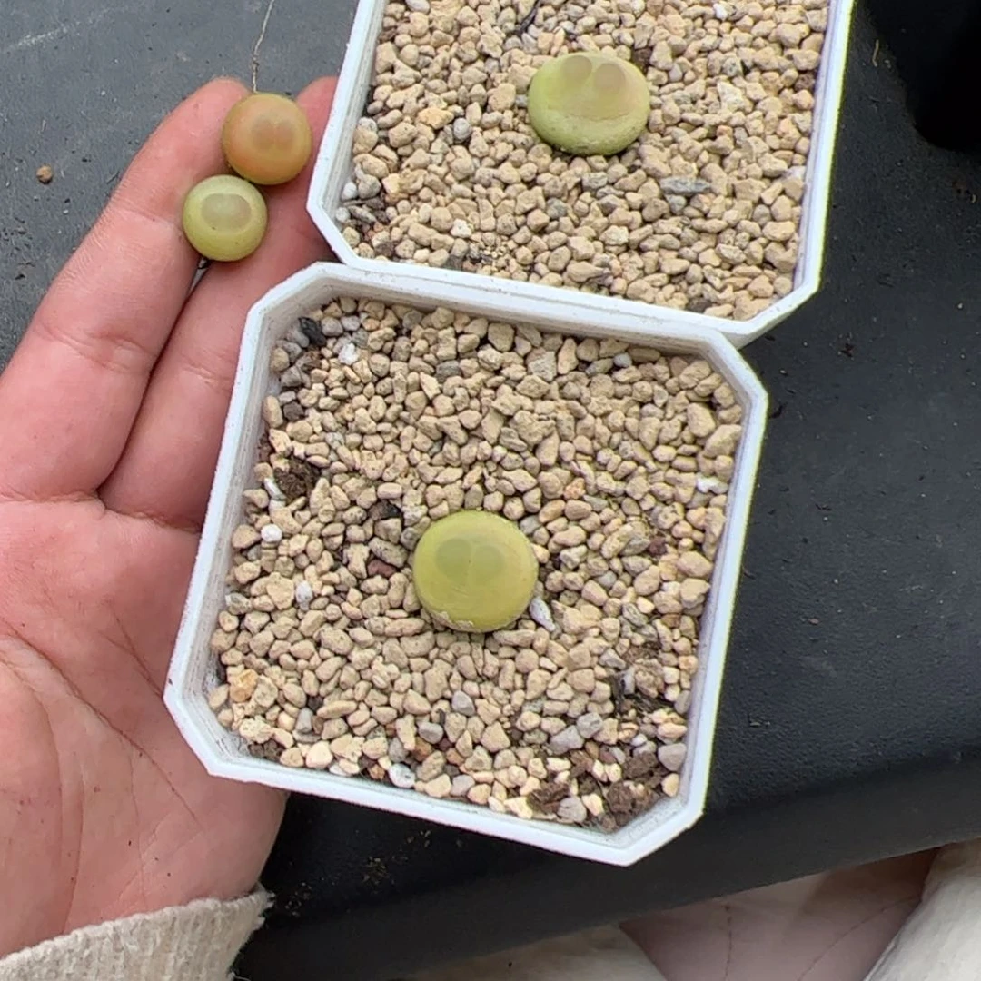 欣***友0308号EF534大王拉登4颗 多肉植物