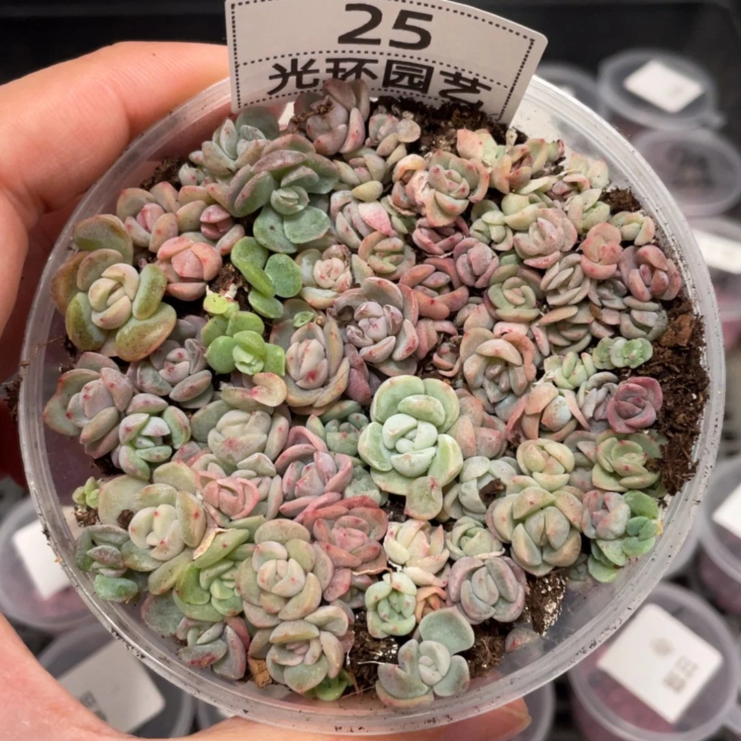 25欧泊播种切糕苗一盒