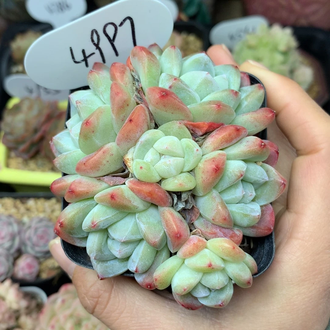 6头冰玉无砍捧花群4997