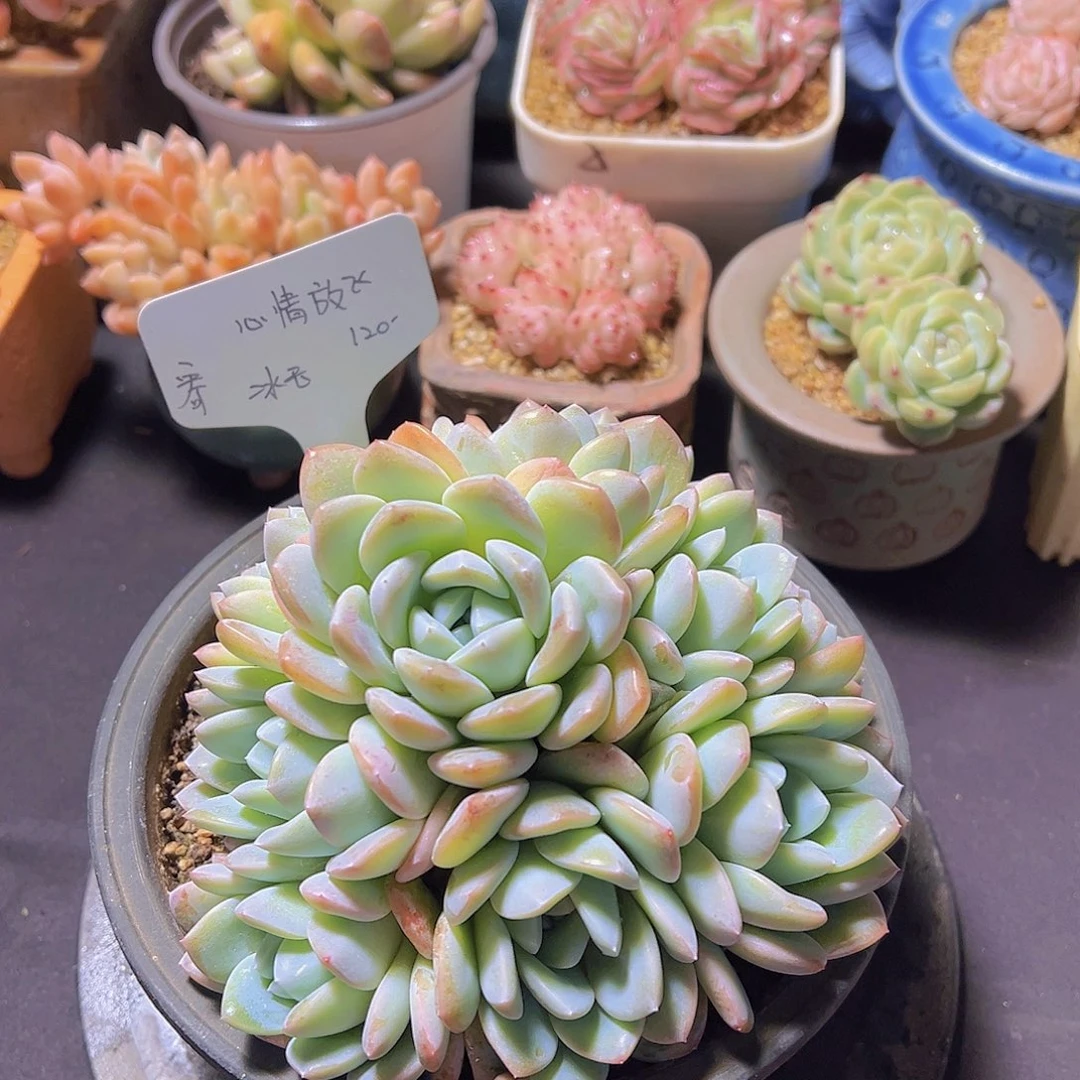 心**飞冰玉，多肉植物，