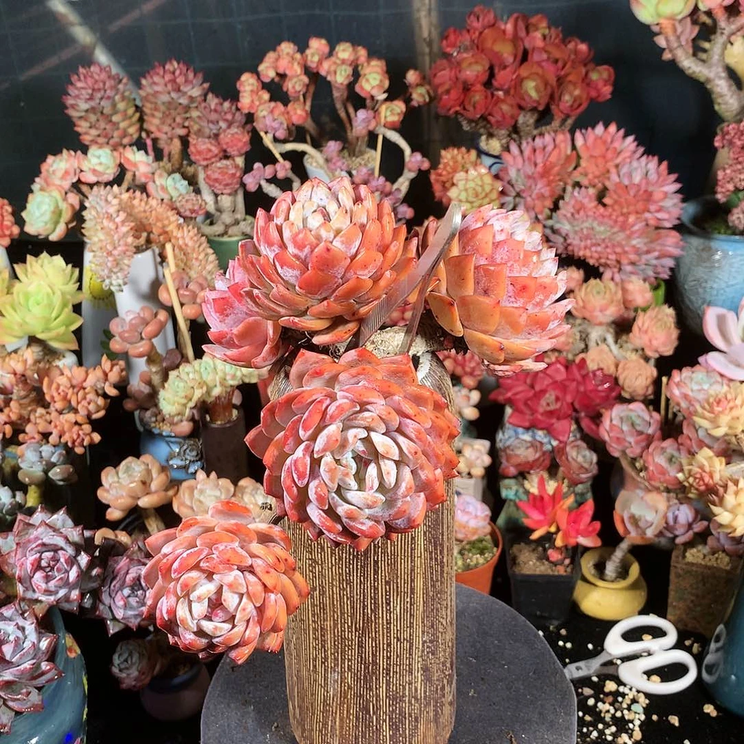 完全开放旭*不过我们的关系很容易发生