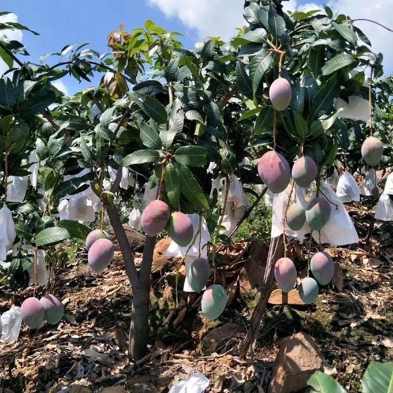 【攀枝花直发】攀枝花凯特芒果现摘应季热带水果香甜多汁放软吃