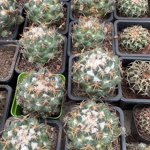 处理 瑕疵品 实生天司像牙