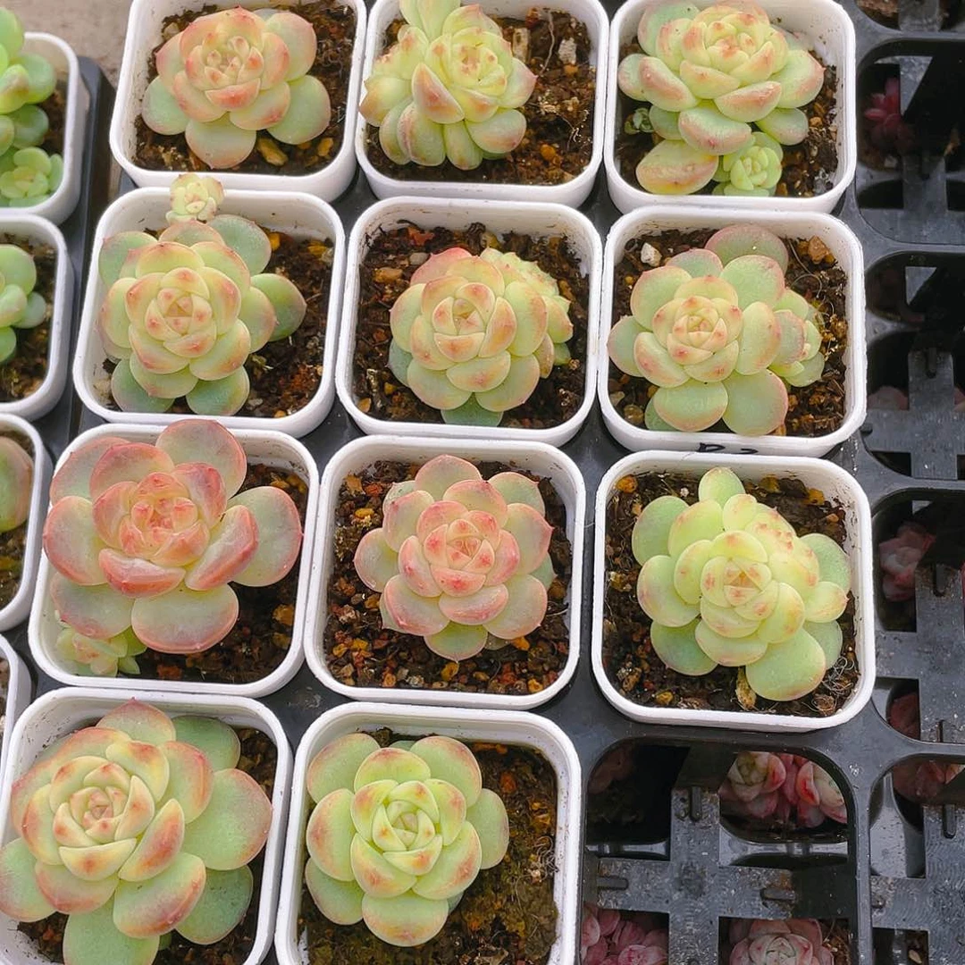 飘枝甜心状态盆一个满25包邮