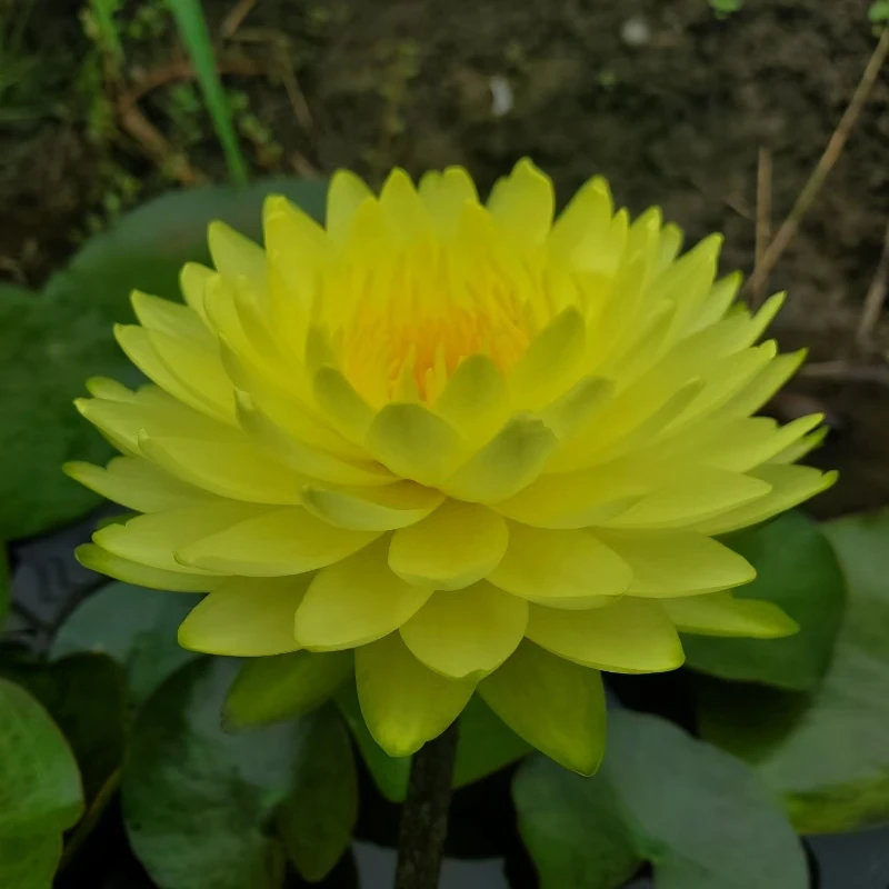 普拉卡黄色重瓣耐寒睡莲盆栽池塘水生花卉大型盆栽开花多