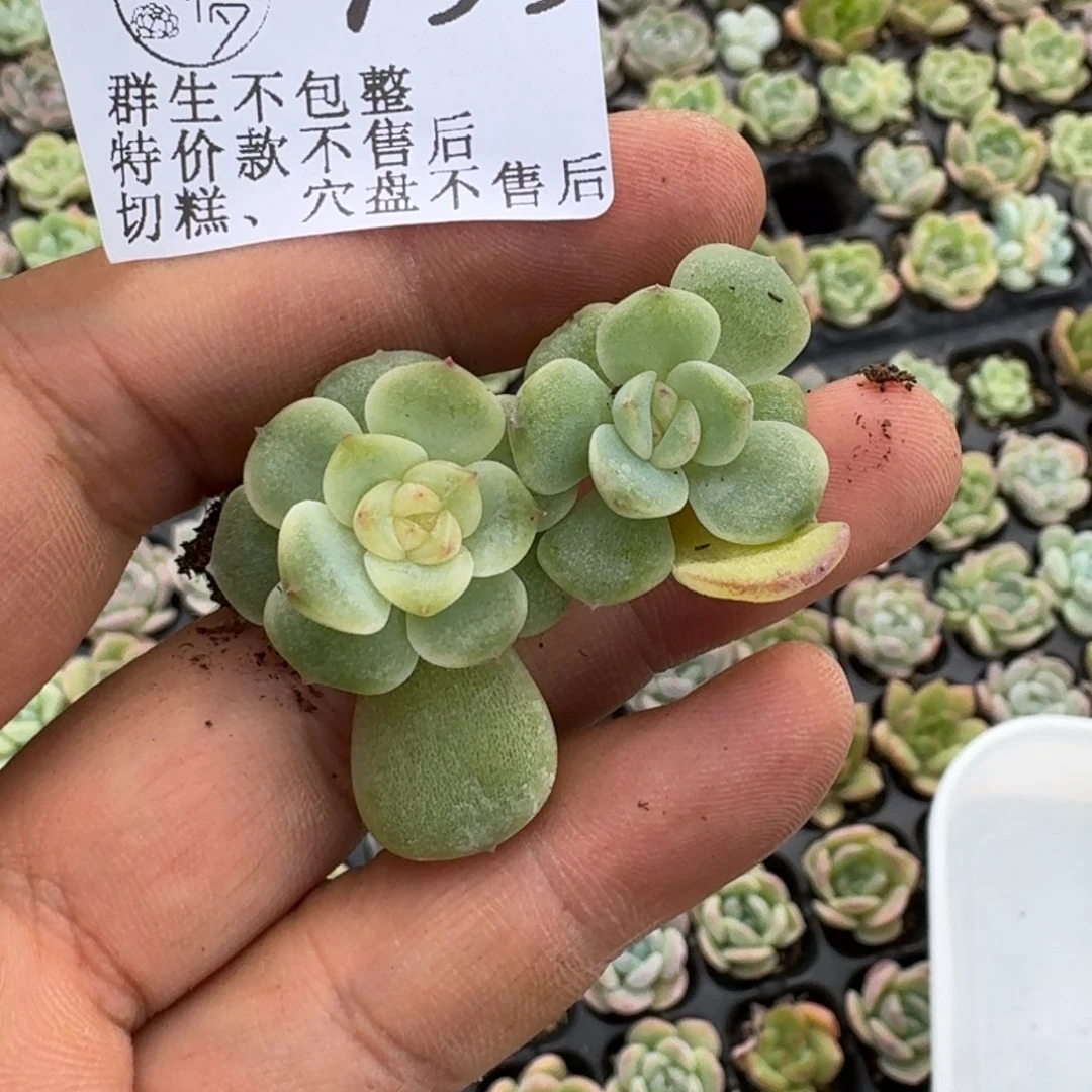 木****如图799麦芽糖04叶插两颗
