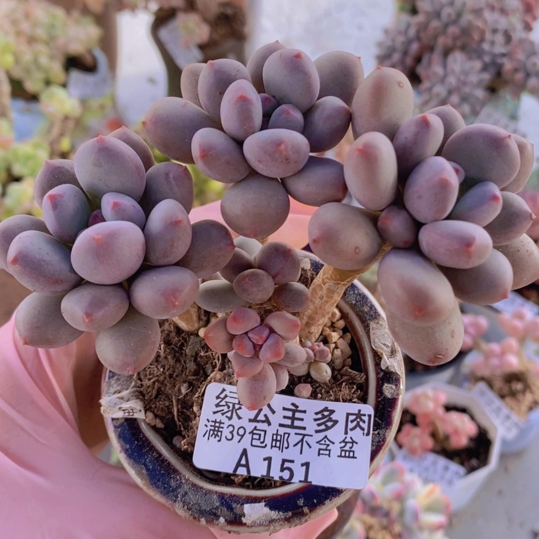 仙子奶10cm151多肉植物