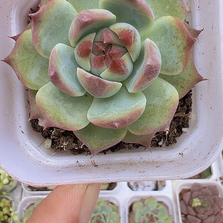 吉娃娃单头19包邮