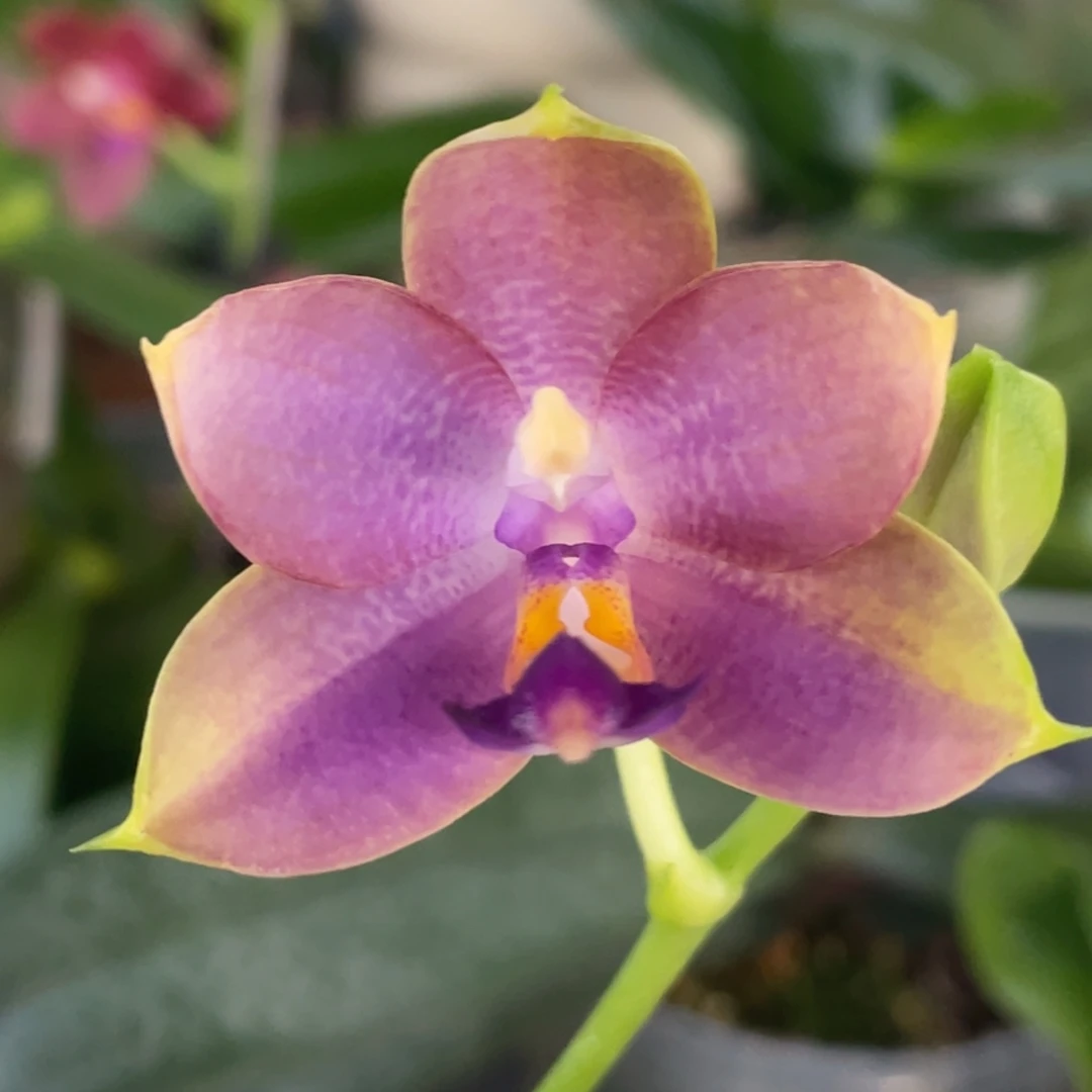 大部分开放少量花苞