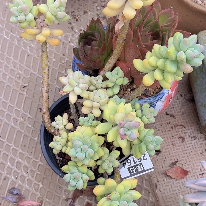 蛋挞26164多肉植物