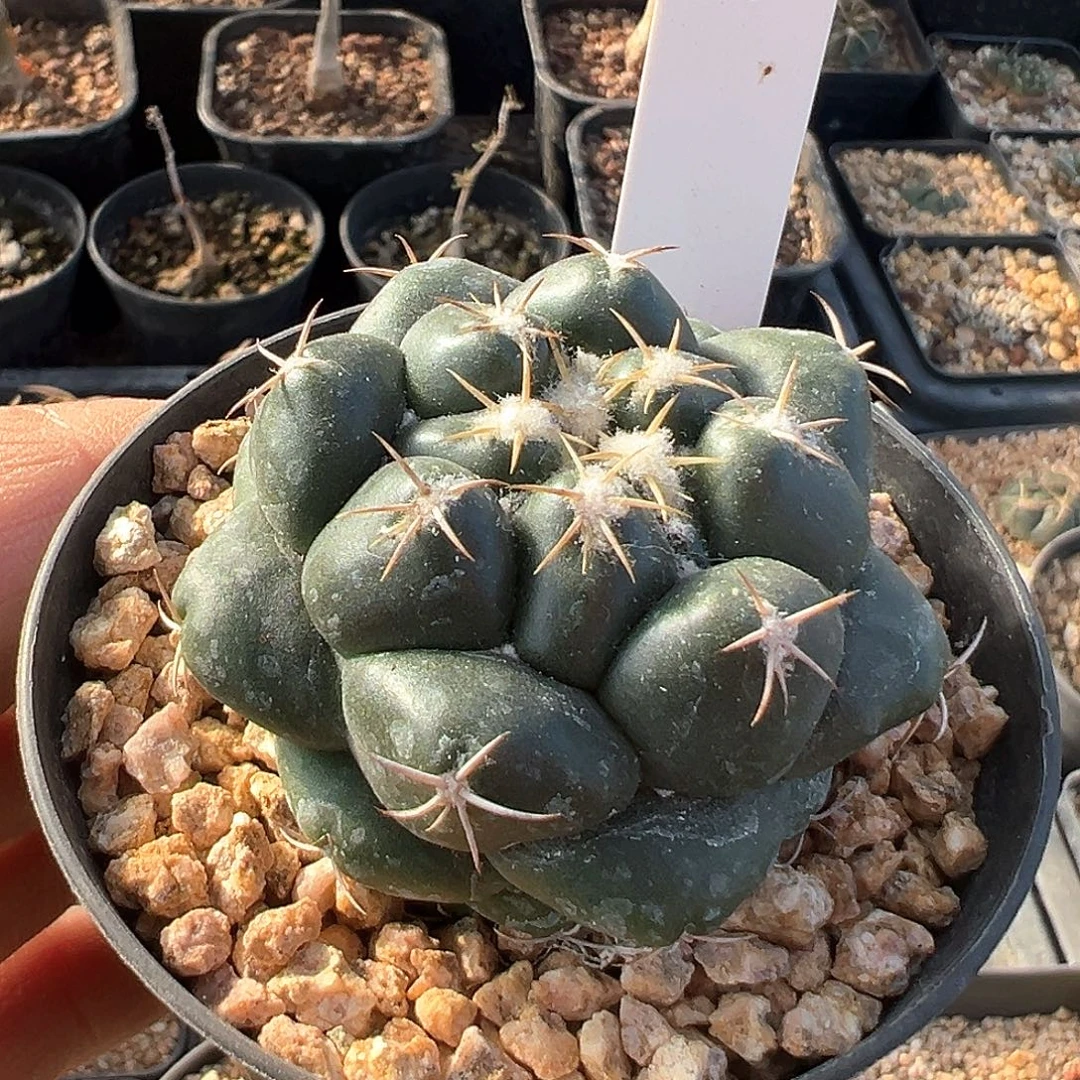 红花巨象，仙人球，侧芽萝卜根，直径5.2厘米