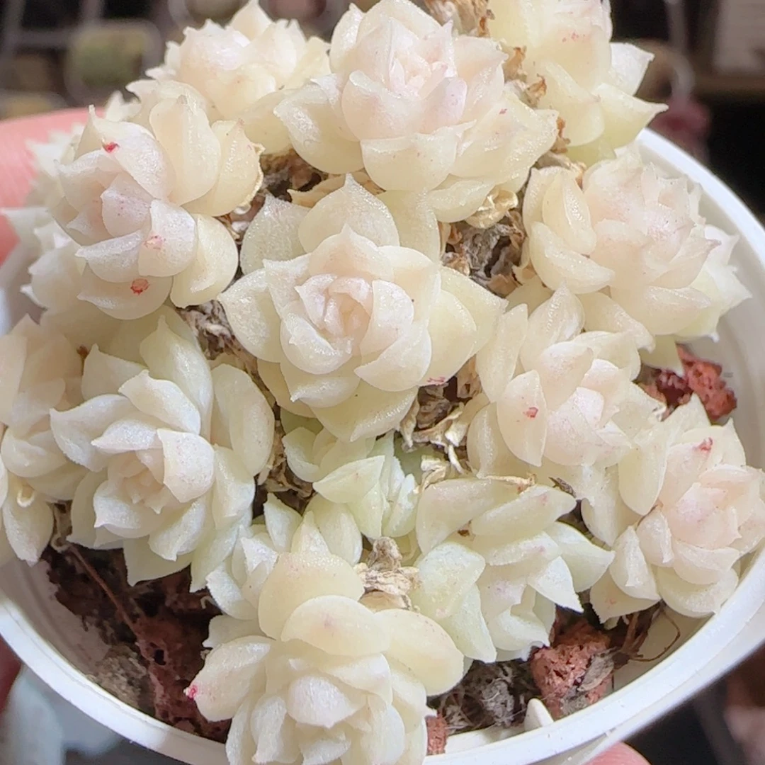 花语多肉0105-160散