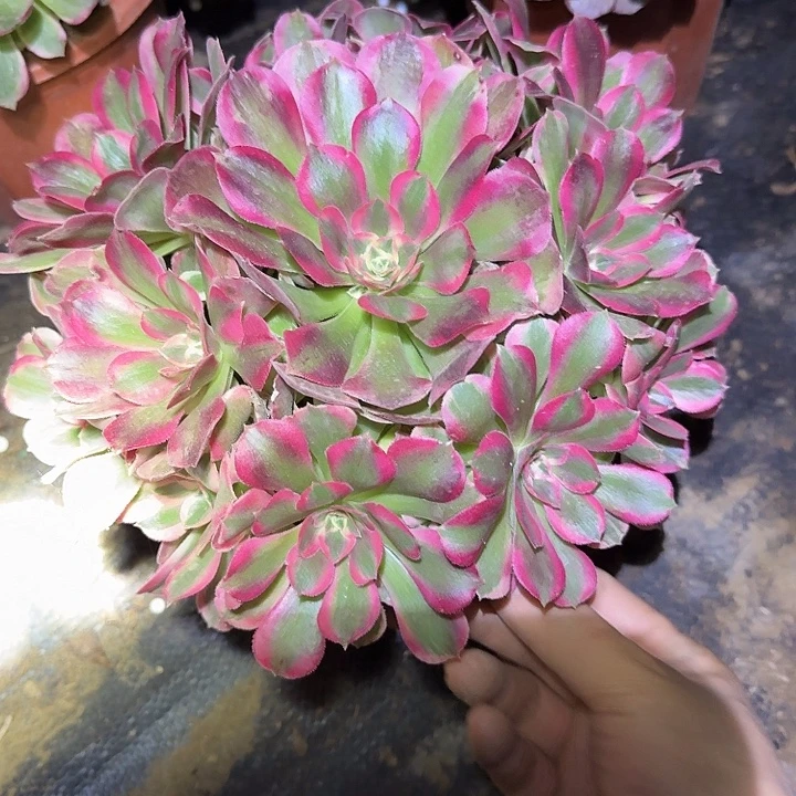 精品红女巫老桩亏本福利53