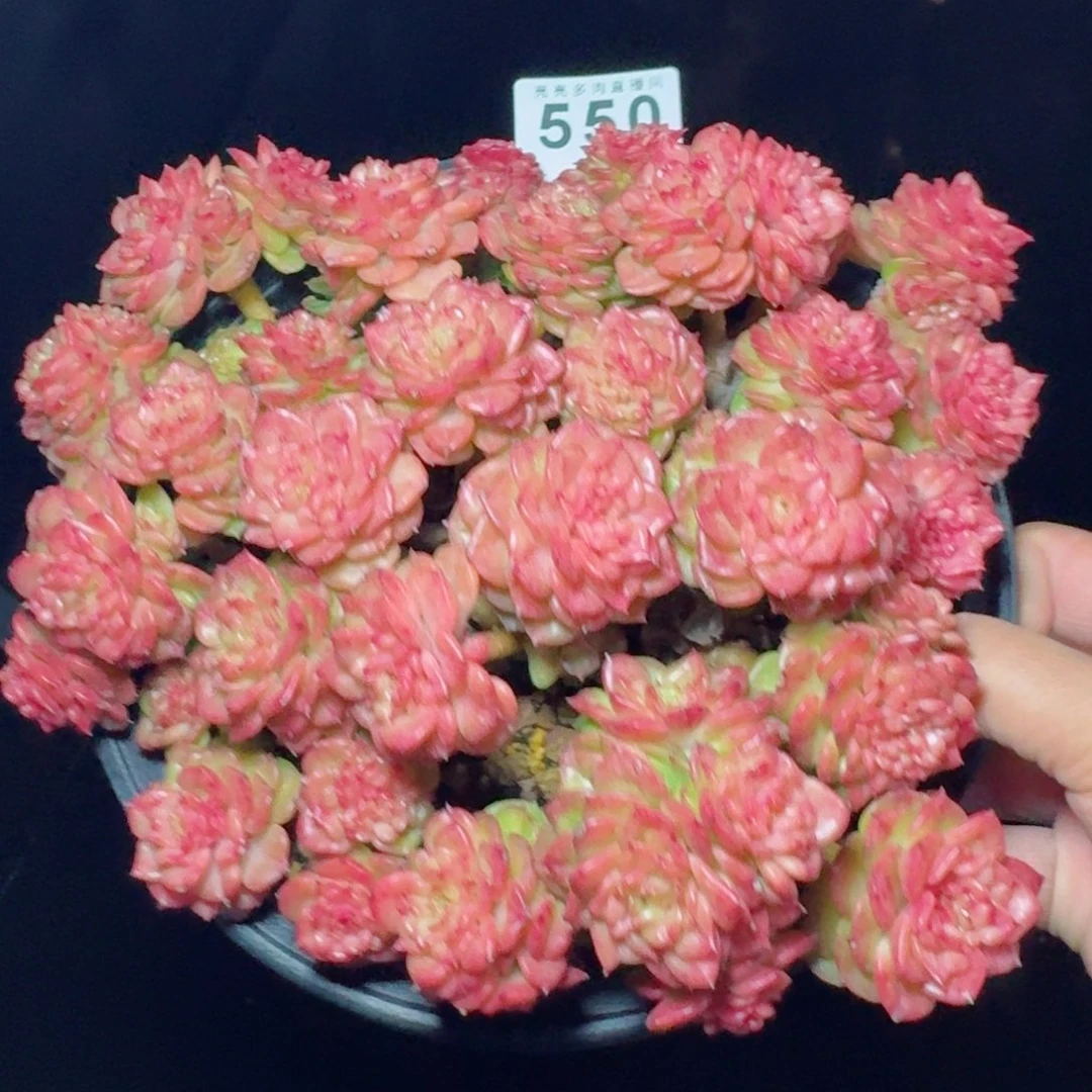 蜡牡丹群生整装无砍