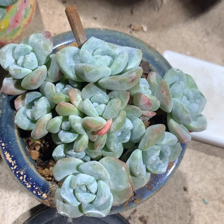 冰玉老桩自然群13头